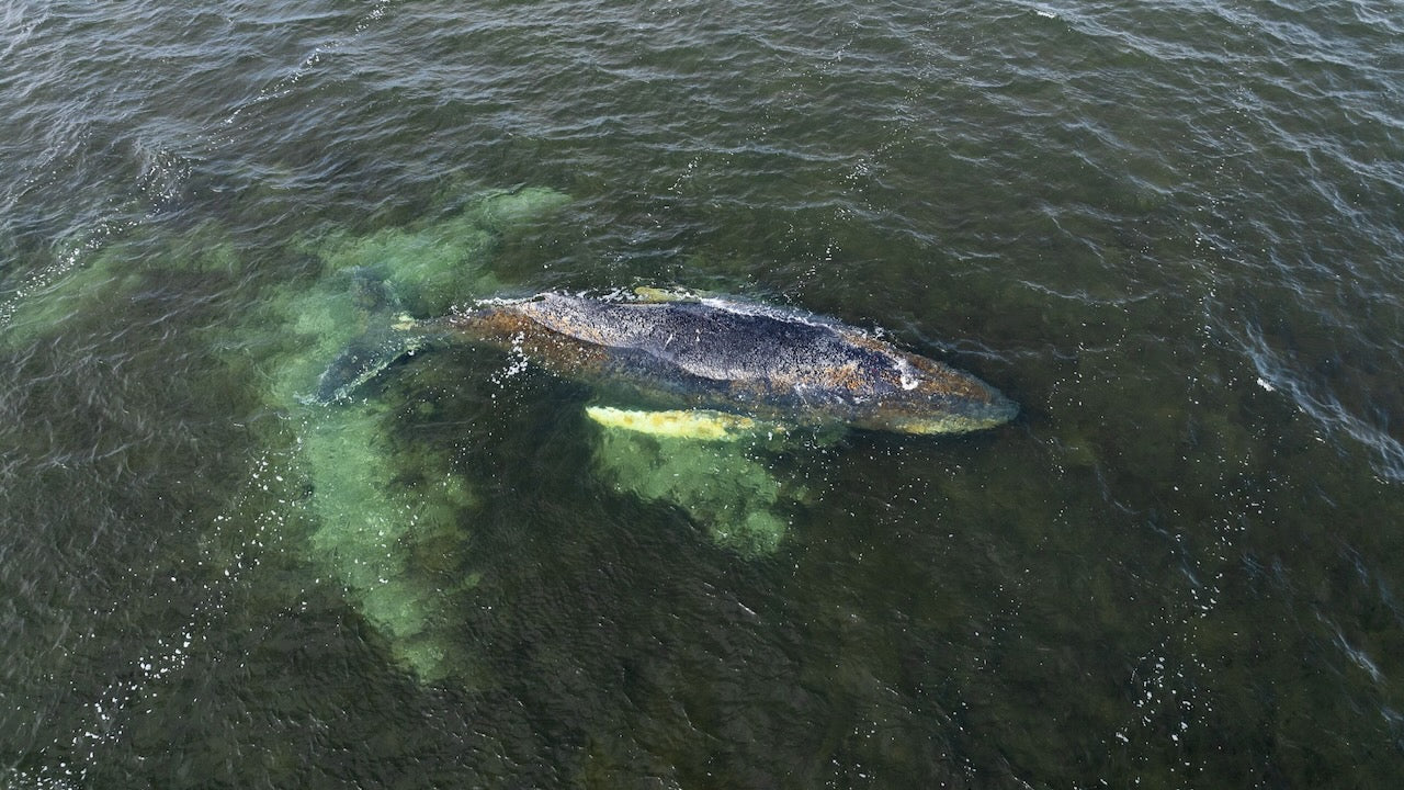 Buckelwal in der Ostsee Foto Greenpeace