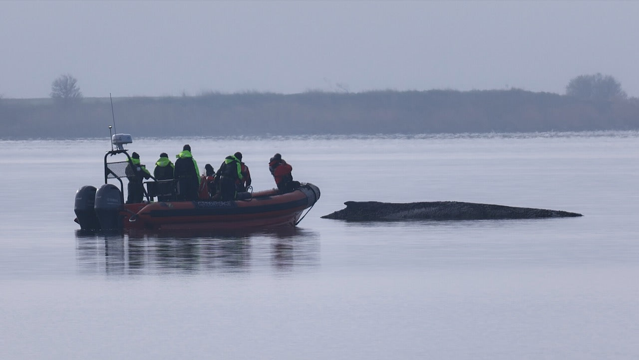 Sea Shepherd kritisiert Rettungsversuch für Buckelwal scharf
