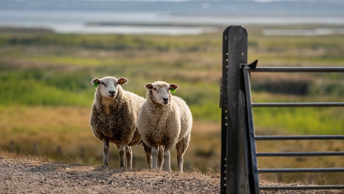 Ignorante Hundehalter gefährden Schafe auf Sylt - Ankerherz Verlag