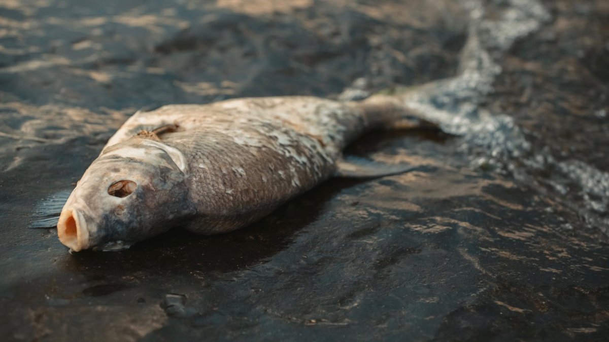 Mysteriöses Fischsterben an der Nordseeküste - Ankerherz Verlag