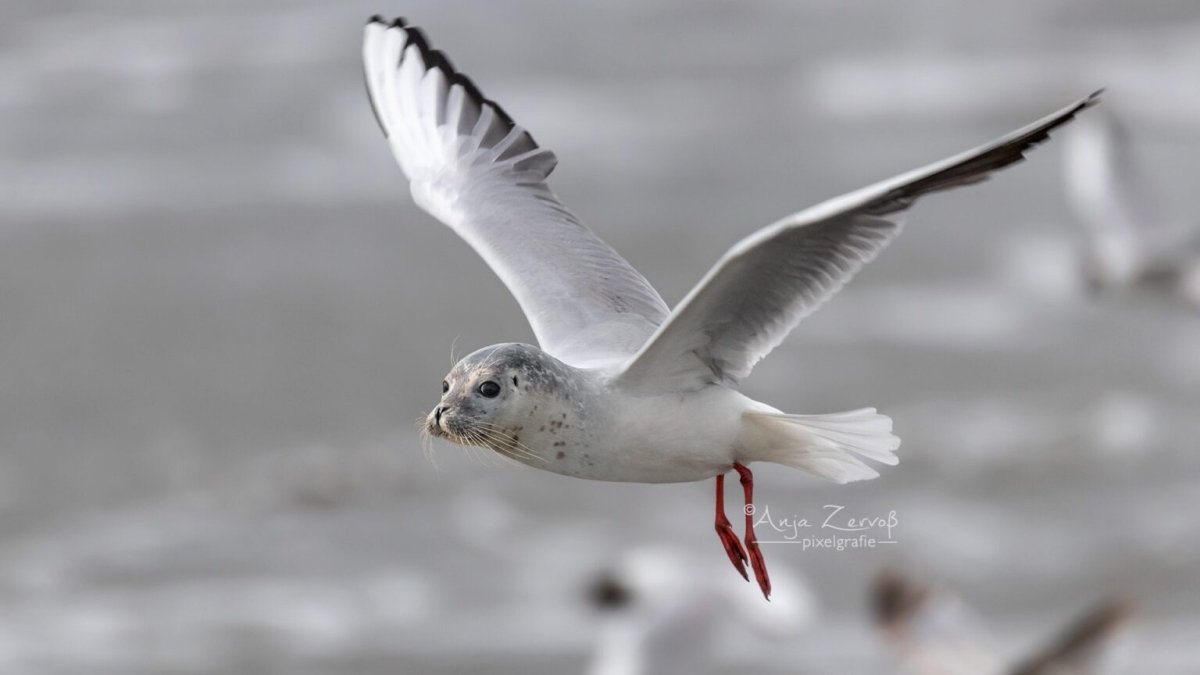 Sensation: Fotografin sichtet Fabelwesen Möbbe auf Helgoland - Ankerherz Verlag